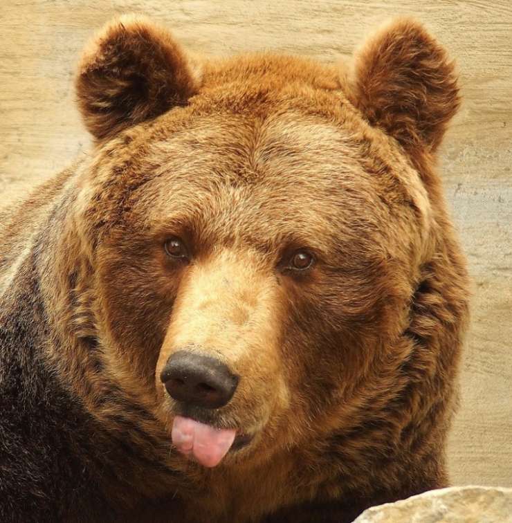 Medveď Hnedý