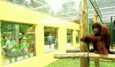 Orangutan Bornejský