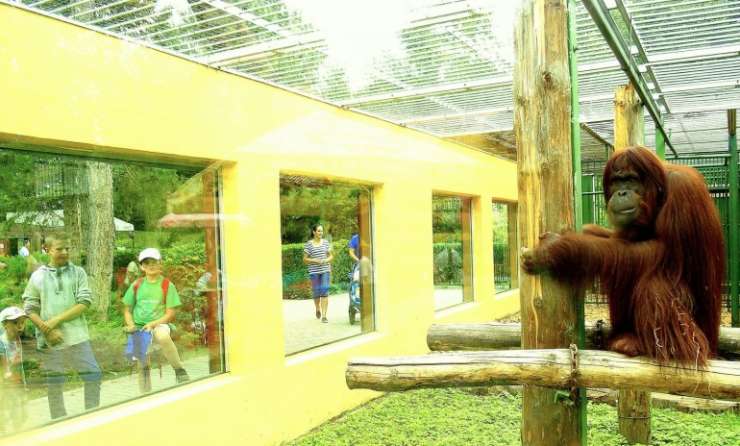 Orangutan Bornejský