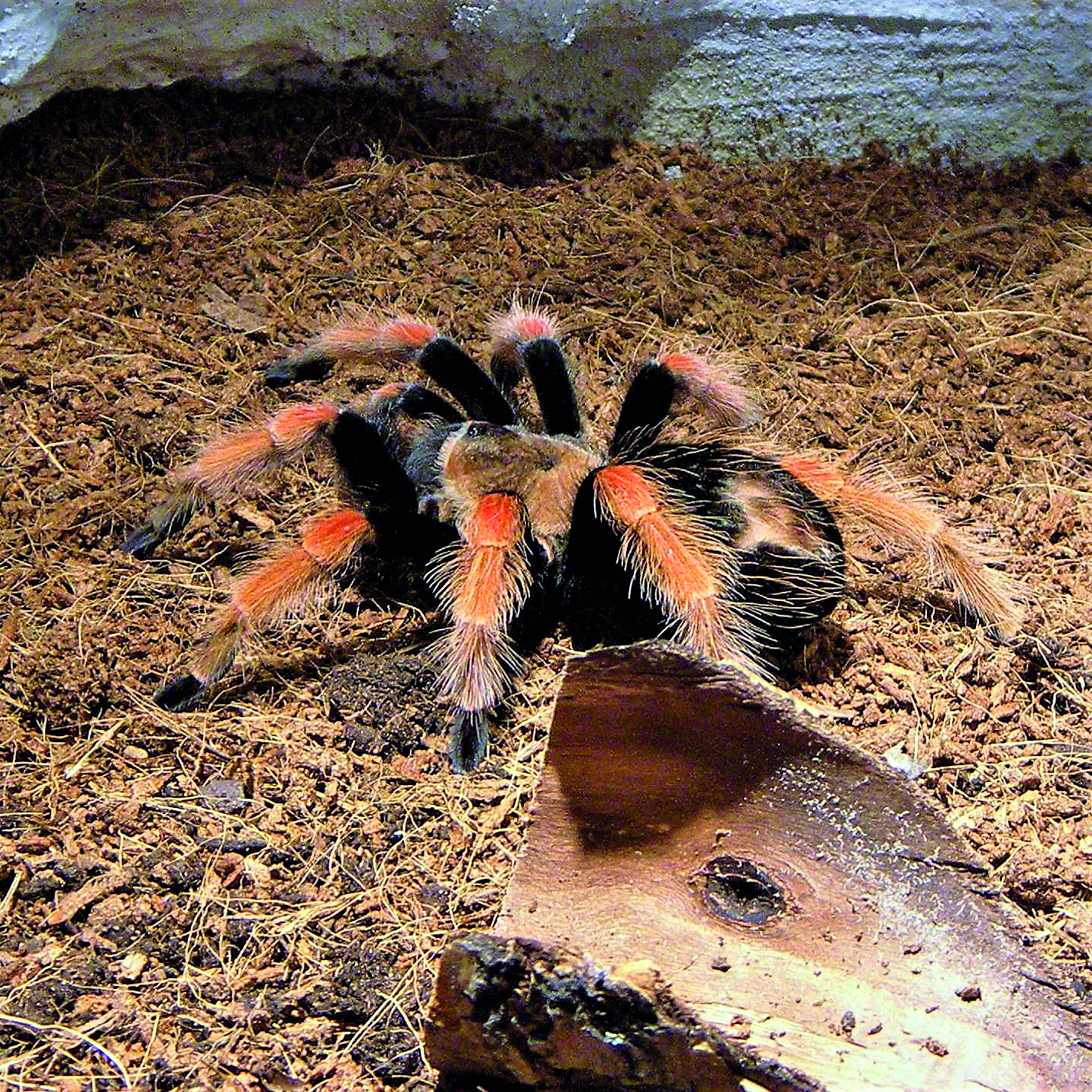 VTÁČKAR BOEHMEI